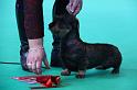 Crufts_dachshunds 819